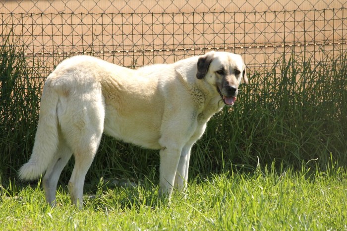 Anatolian Shepherd Dog | Jon Mountjoy | Flickr Anatolian Shepherd Dog | Jon Mountjoy | Flickr